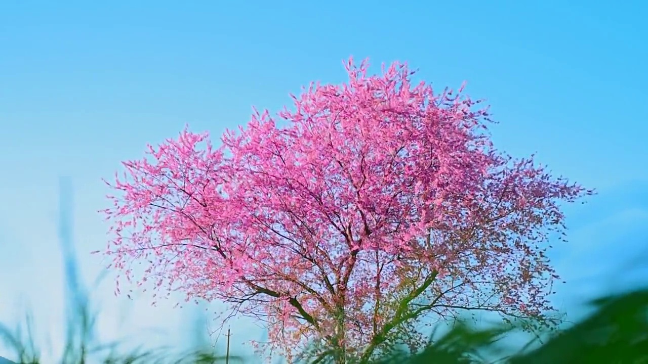 蓝天下一棵盛开的樱花视频素材