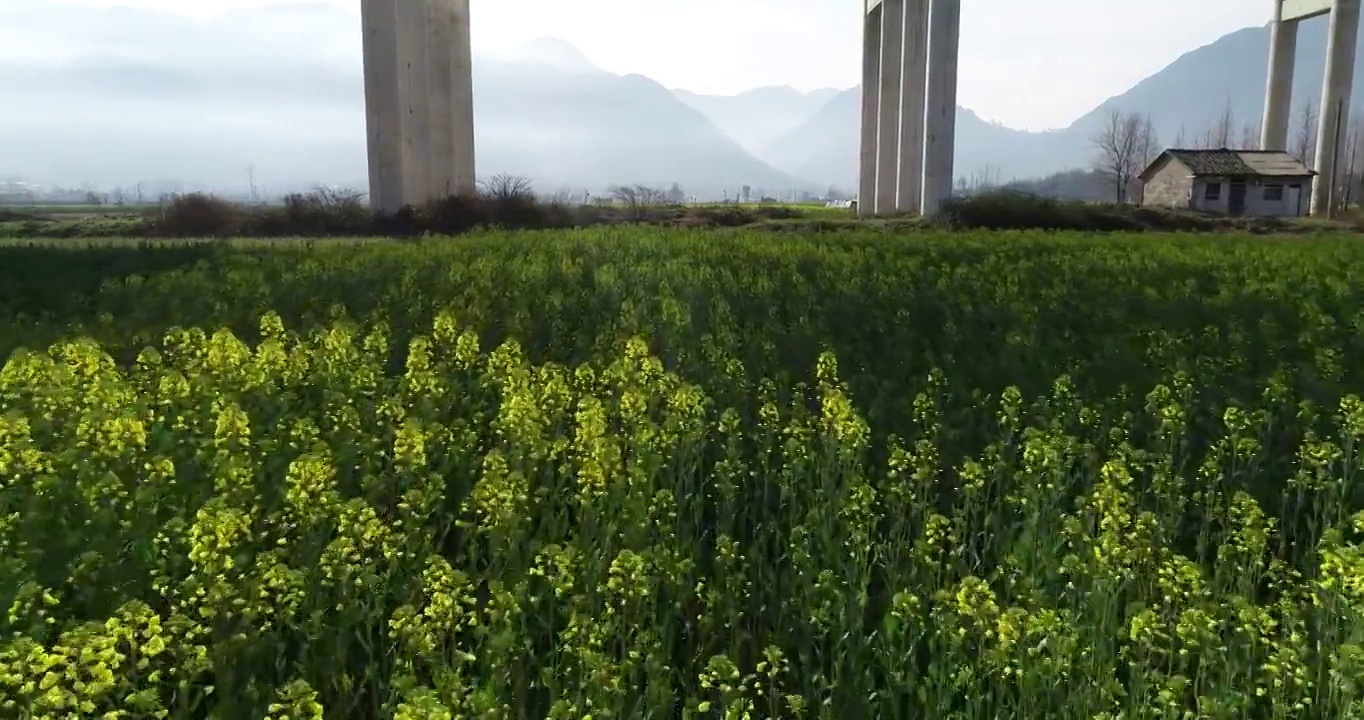 航拍汉中夏天油菜花自然风光视频素材