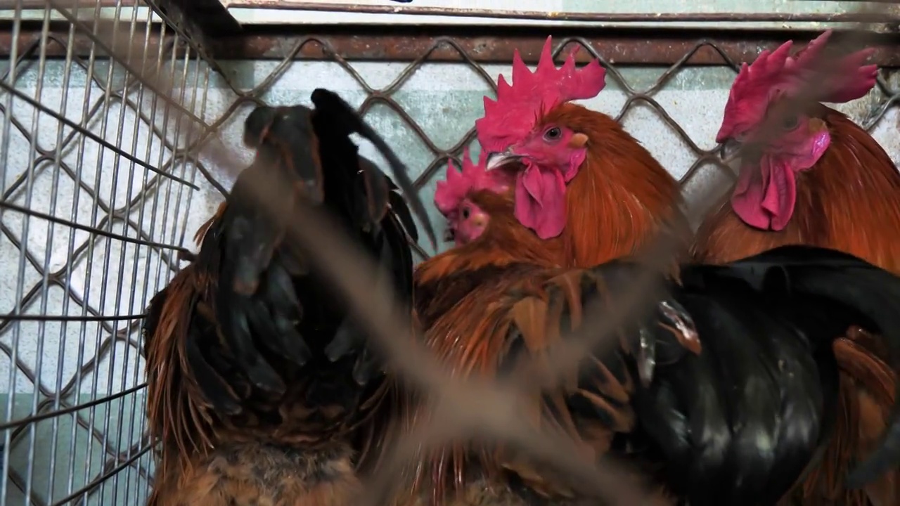 铁笼饲养公鸡大白鹅家禽集市杀鸡视频素材