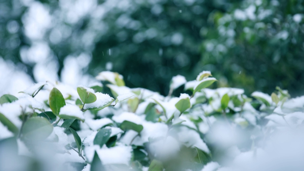 雪花落在植物的叶子上视频下载