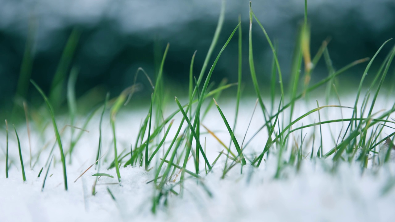 冬天的雪花落在草地上视频下载