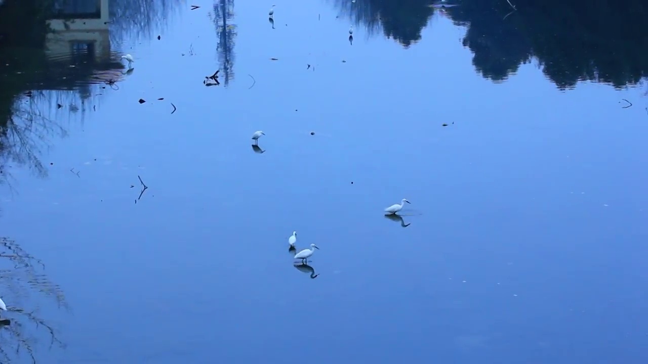 四川省成都市温江区江安河湿地傍晚捕食的白鹭视频素材