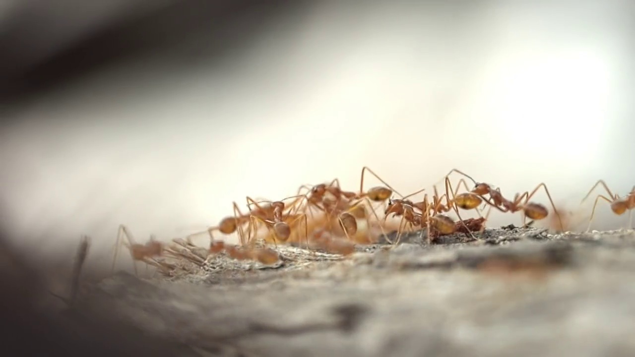 蚂蚁群捕食视频素材
