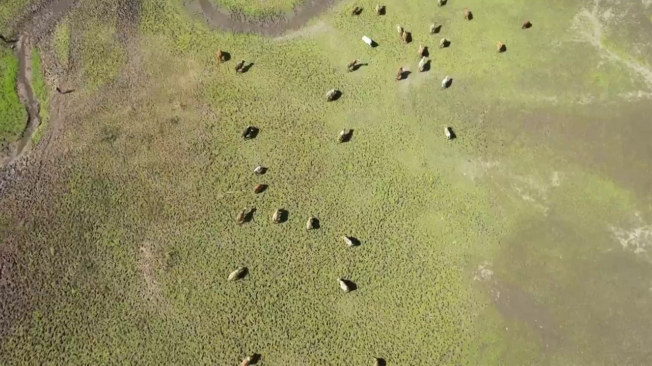 牛群视频素材