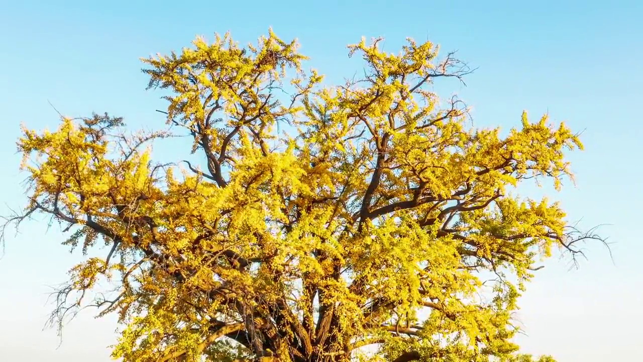 航拍秋季美丽的银杏树视频购买