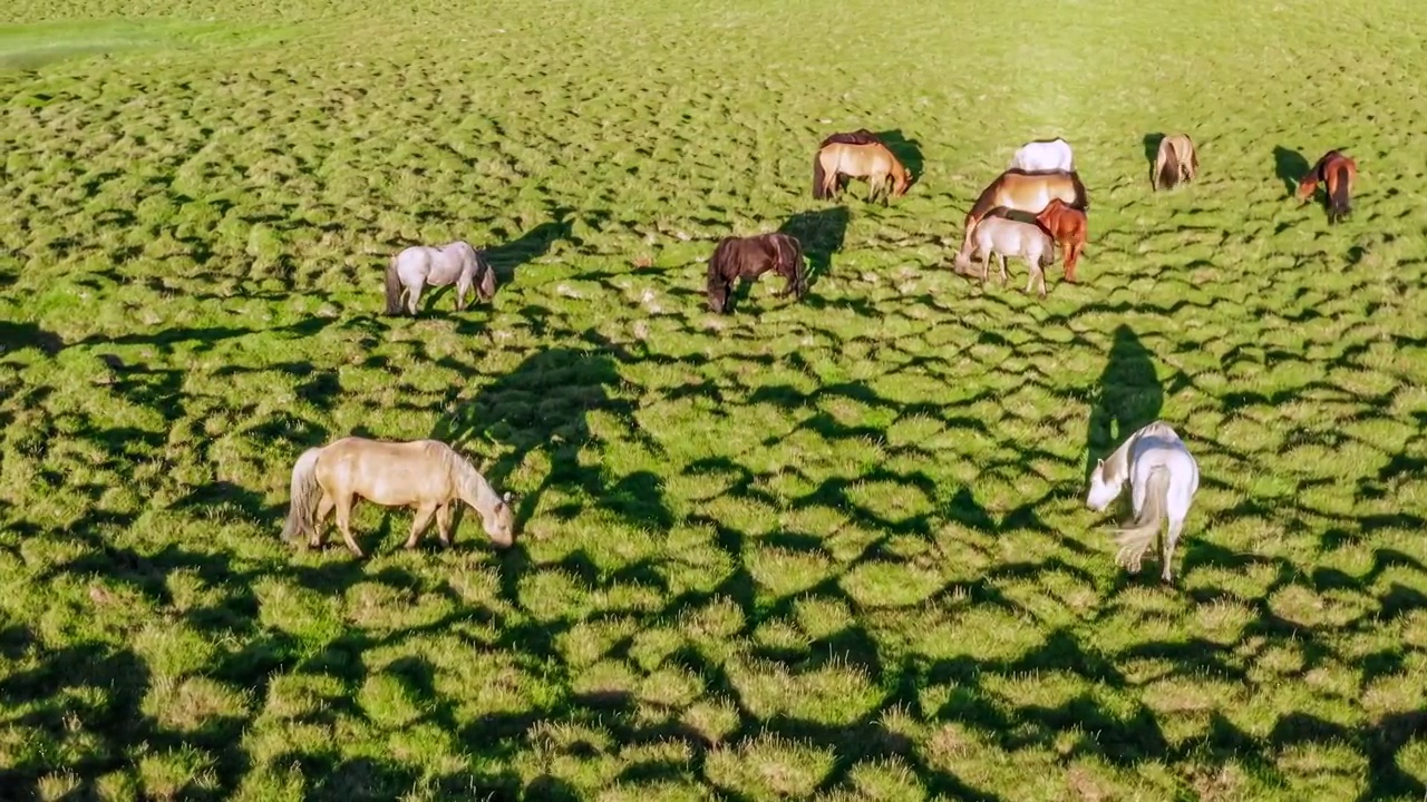 绿色的草原牧场上吃草的马视频下载
