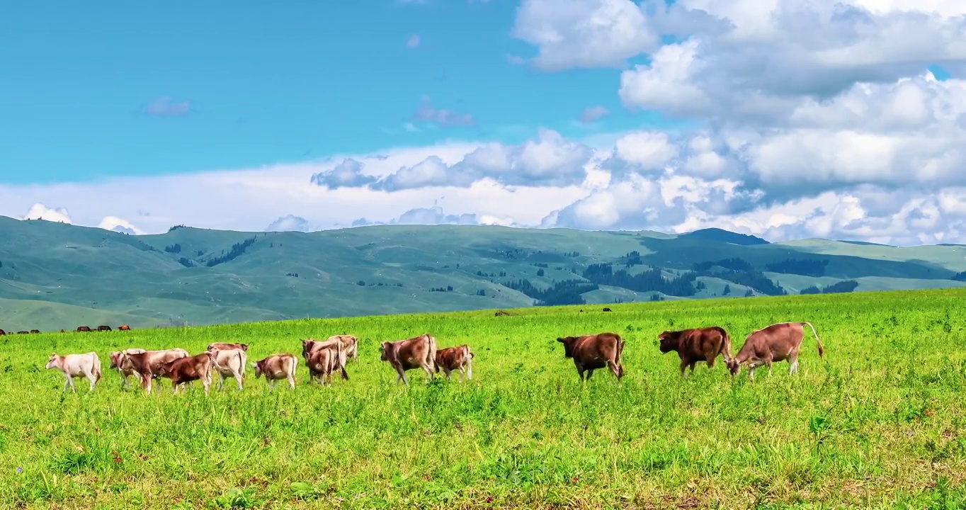 中国新疆那拉提草原上的牛和自然风光视频下载