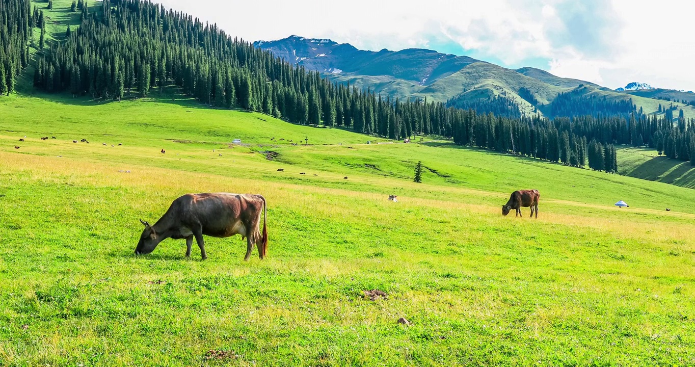 中国新疆那拉提草原上的牛和自然风光视频素材