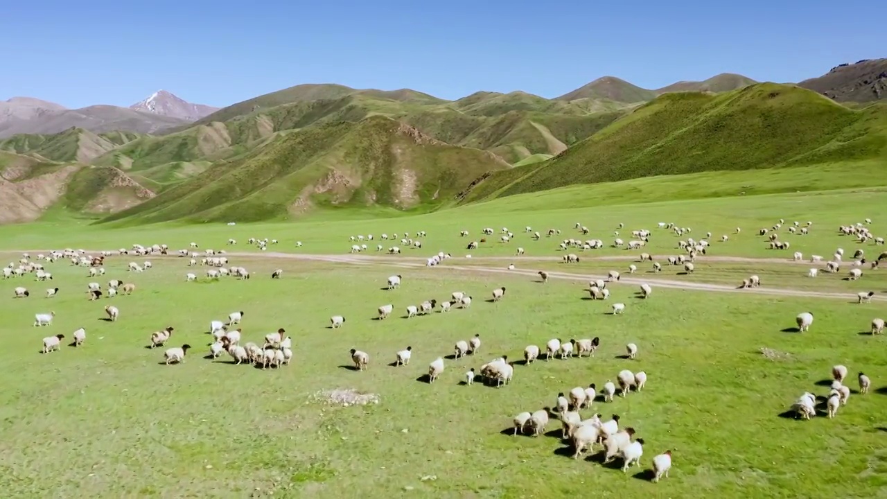 绿色的草原牧场上吃草的羊群视频下载