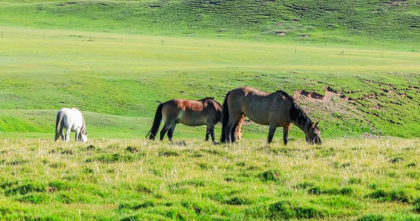 中国新疆巴音布鲁克草原草地上吃草的马视频素材
