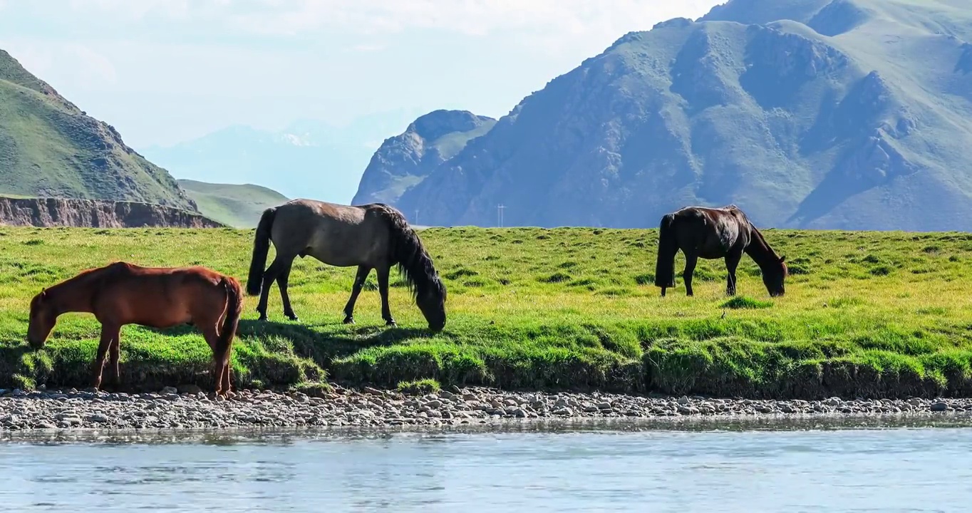 山脚下河边上吃草的马群在中国新疆视频素材
