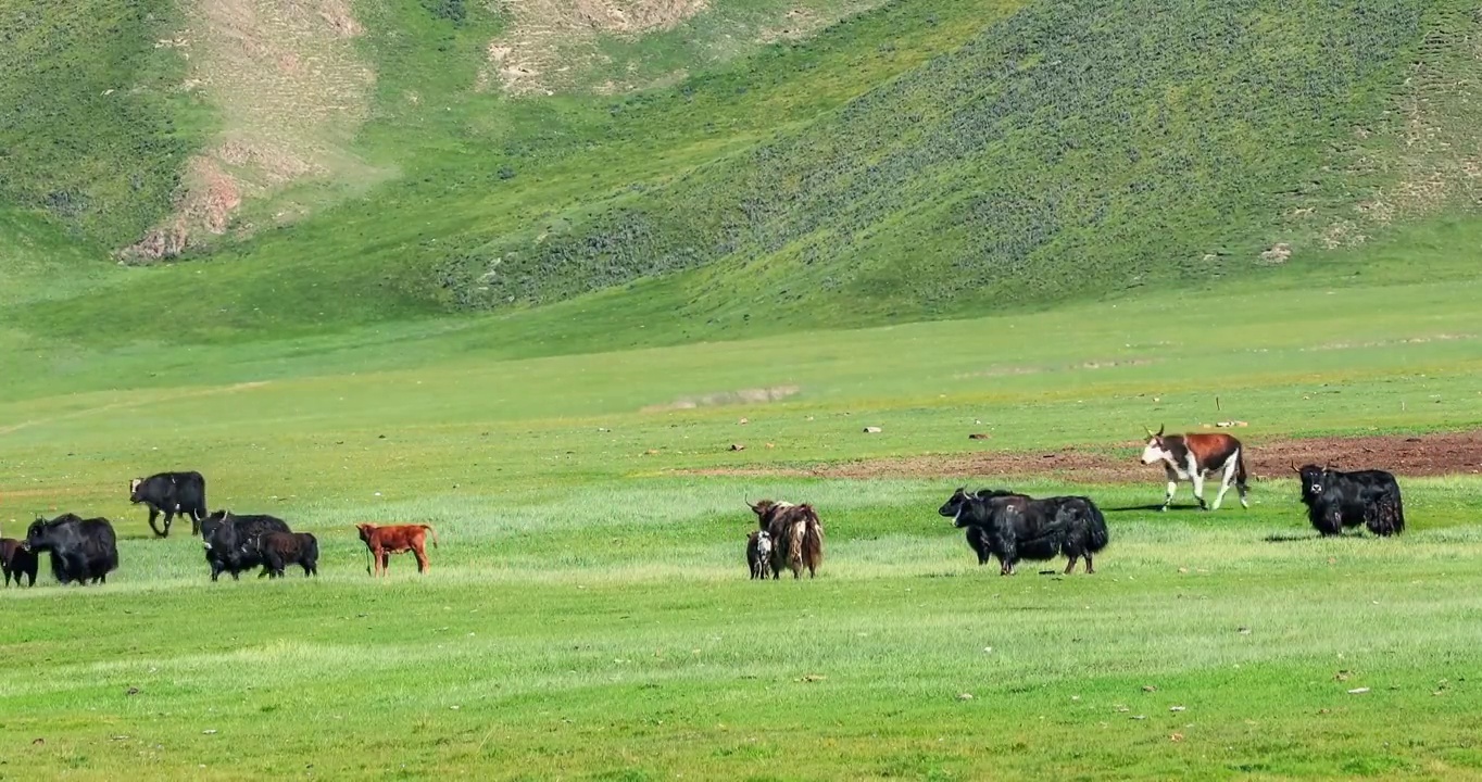 春季大草原上的牛群视频素材