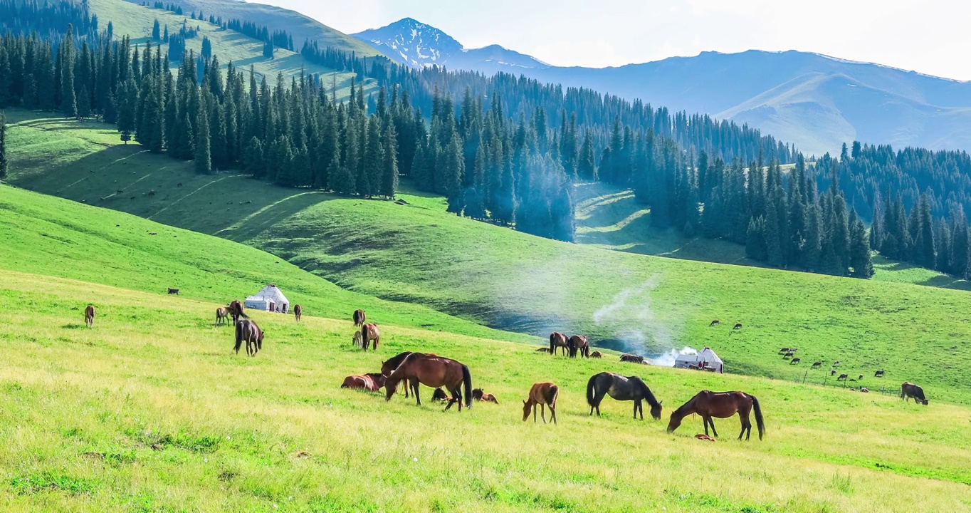 中国新疆那拉提草原上的马和自然风光视频下载
