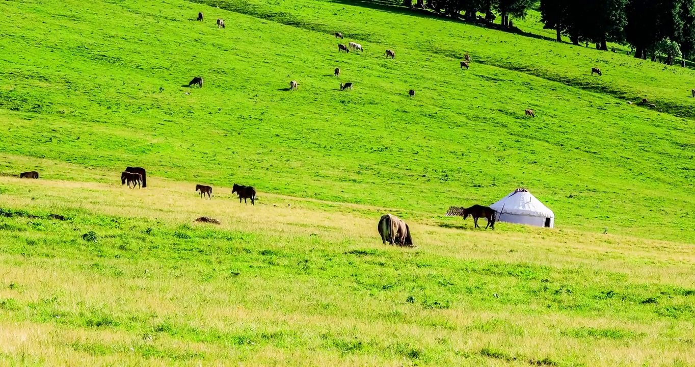 中国新疆那拉提草原上的马和自然风光视频素材