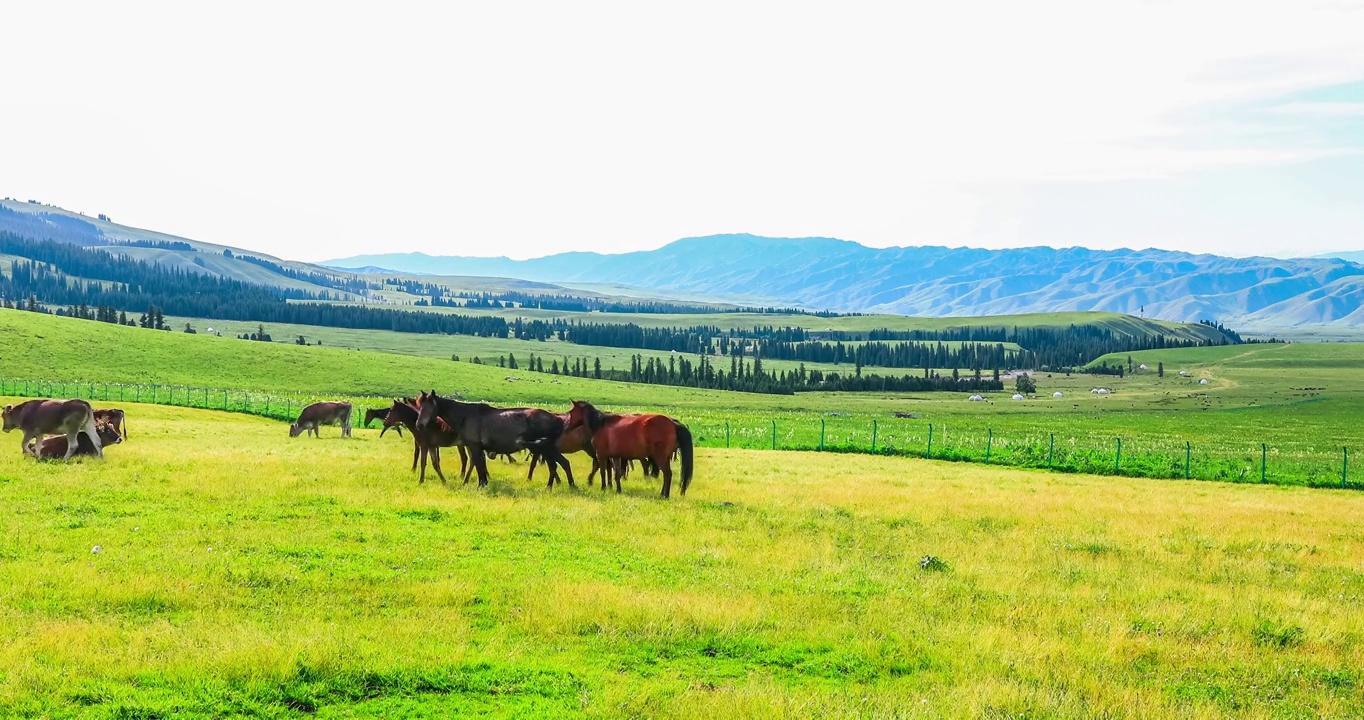 中国新疆那拉提草原上的马和自然风光视频素材