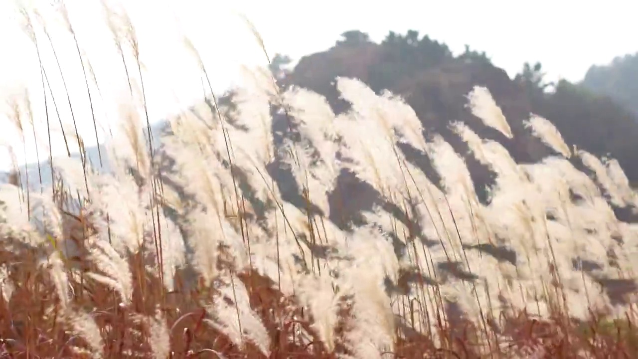 秋风吹动的芦苇视频素材