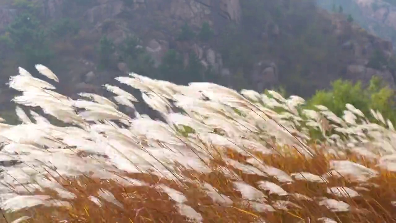 秋风吹动的芦苇视频素材