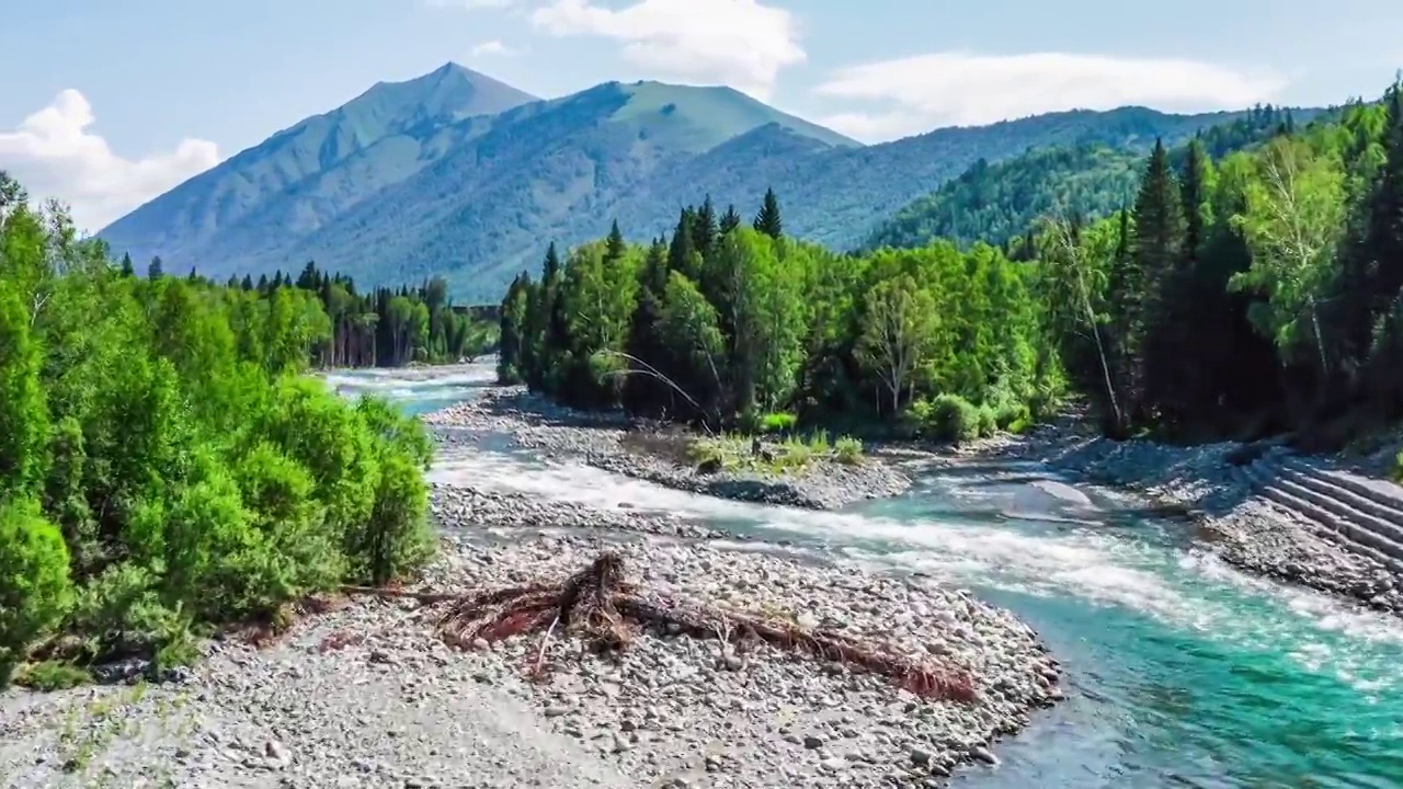 航拍河流和绿色的森林自然风光在新疆喀纳斯视频下载