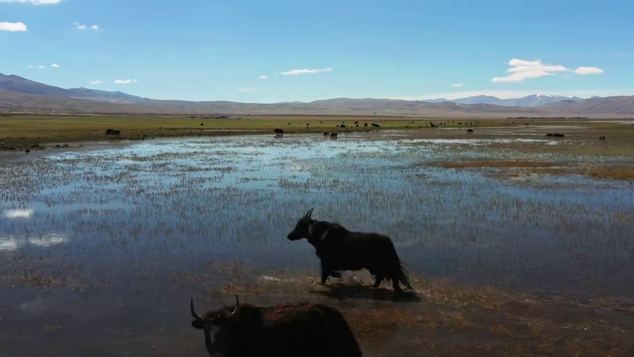 西藏神湖玛旁雍措视频素材
