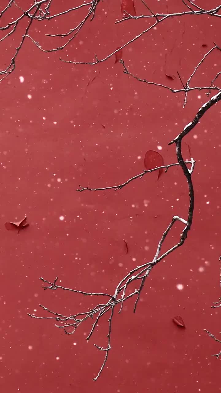北京故宫的红墙与雪景，树枝，雪景，雪，雪花，红墙，宫墙，极简，中国元素，中国文化，立冬，冬至，大雪视频购买