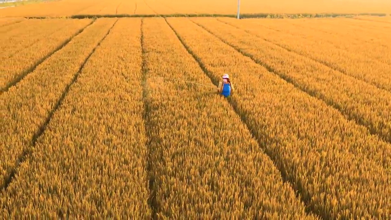 4K航拍金黄色麦田里碰洒农药的女农民素材视频素材