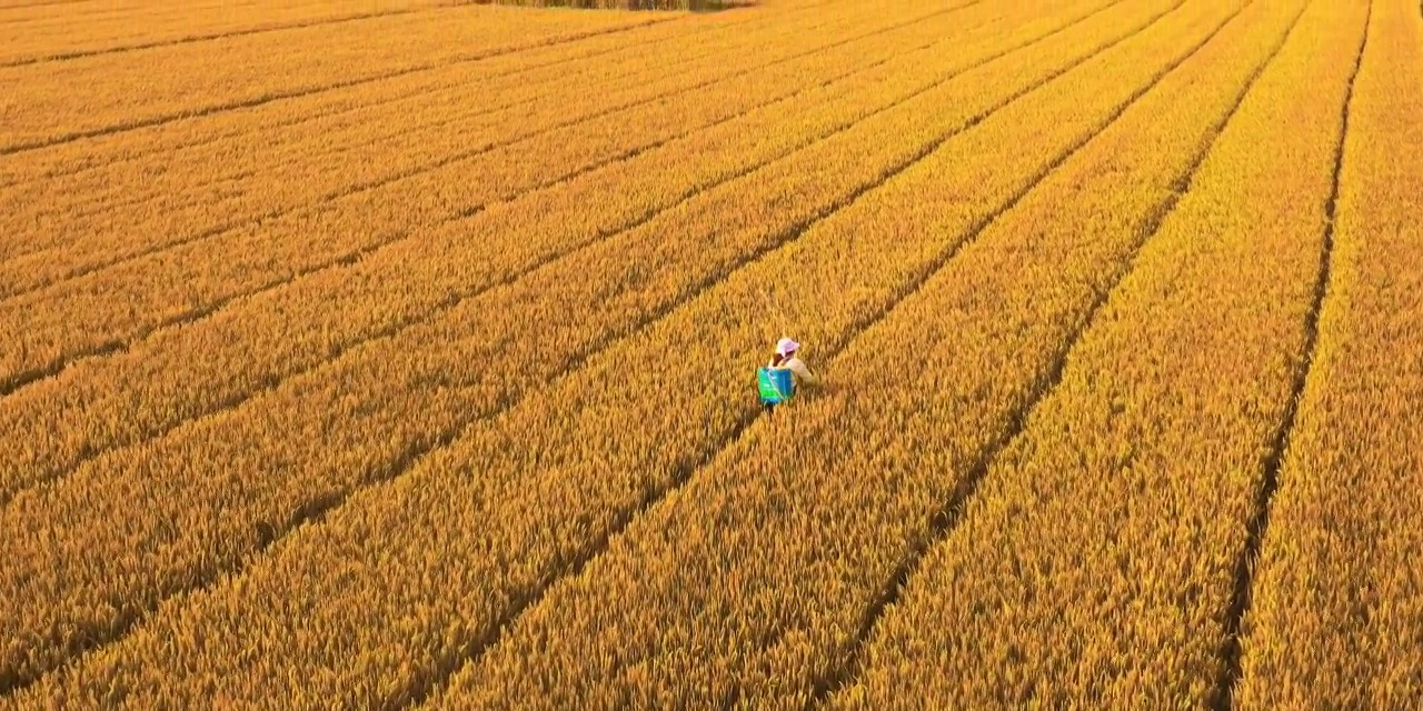 4K航拍金黄色麦田里碰洒农药的女农民素材视频素材