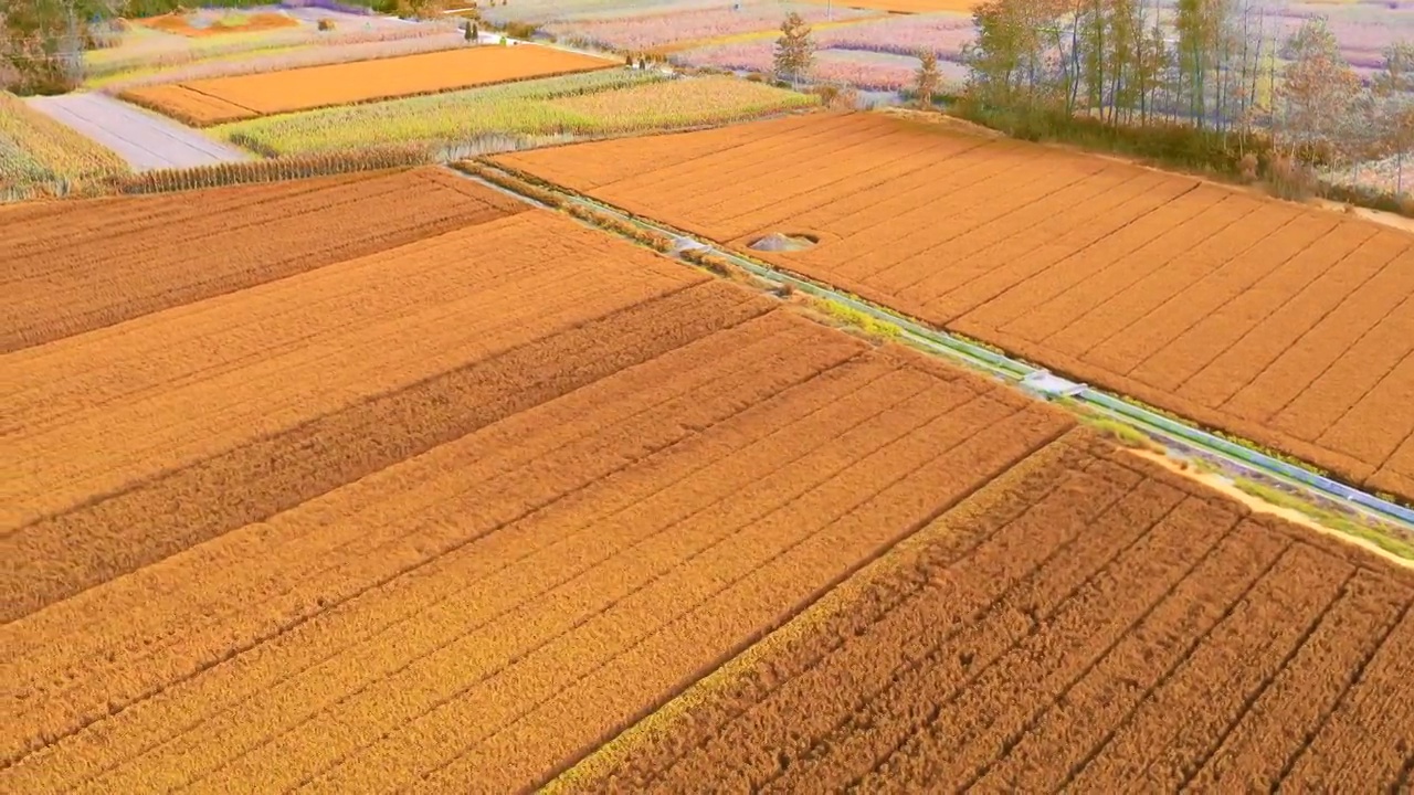 4K航拍成熟的金黄色的麦田视频素材