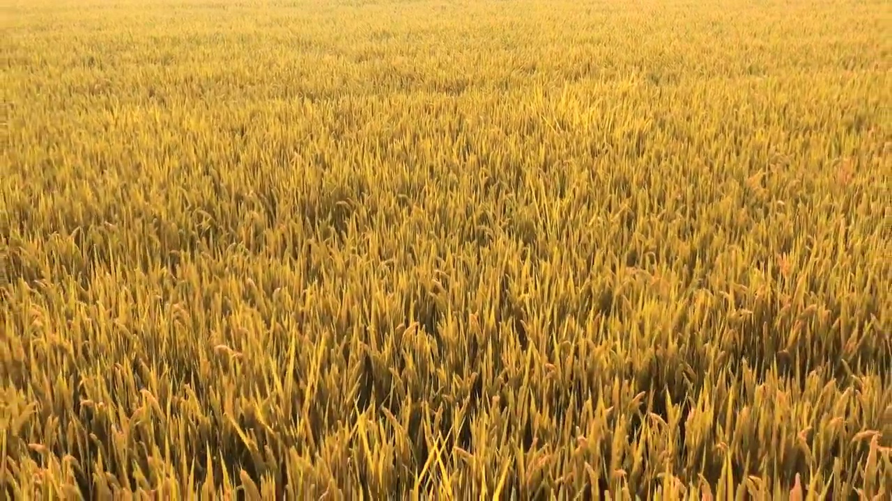 4K近距离航拍成熟的金黄色麦穗素材视频素材