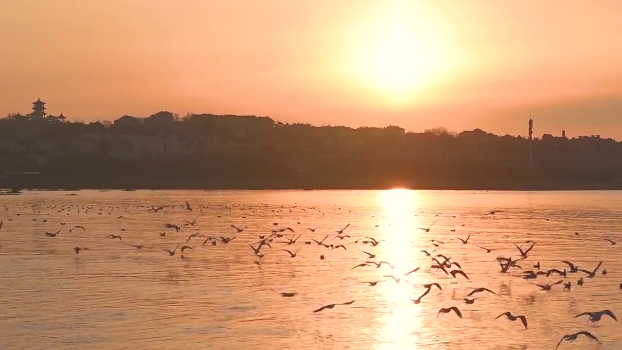朝霞中的海鸥拍摄于青岛栈桥上视频素材