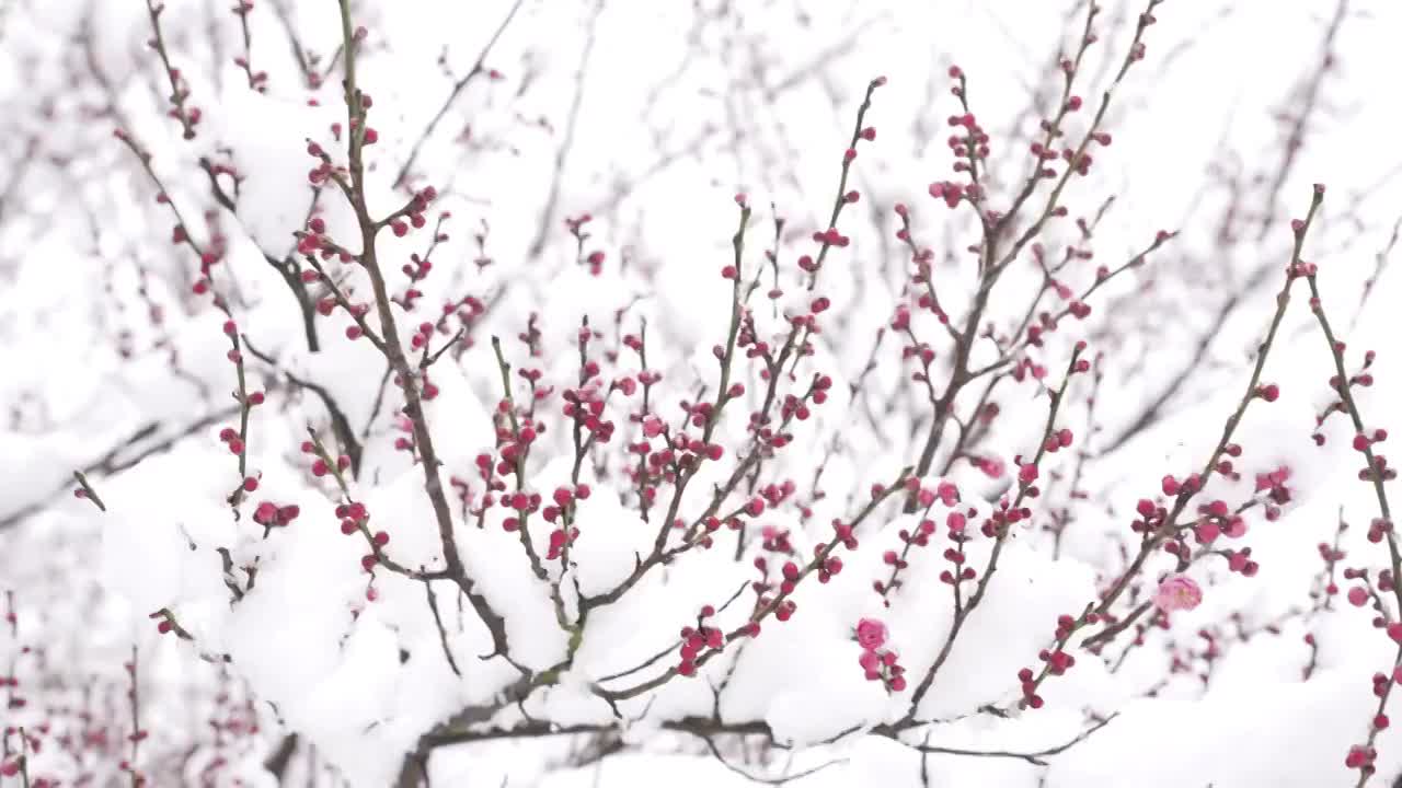 雪中的梅花视频下载