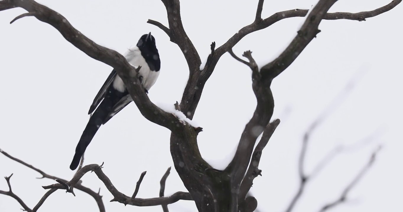 雪中树枝上的喜鹊，栖息，喜鹊，鹊，鸟类视频下载