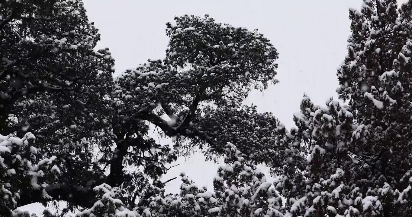大雪中的树，树木，森林，大雪，雪花，风雪，冬天，下雪，树枝，积雪，寒冷，天气，气候，立冬，冬至，节气视频素材