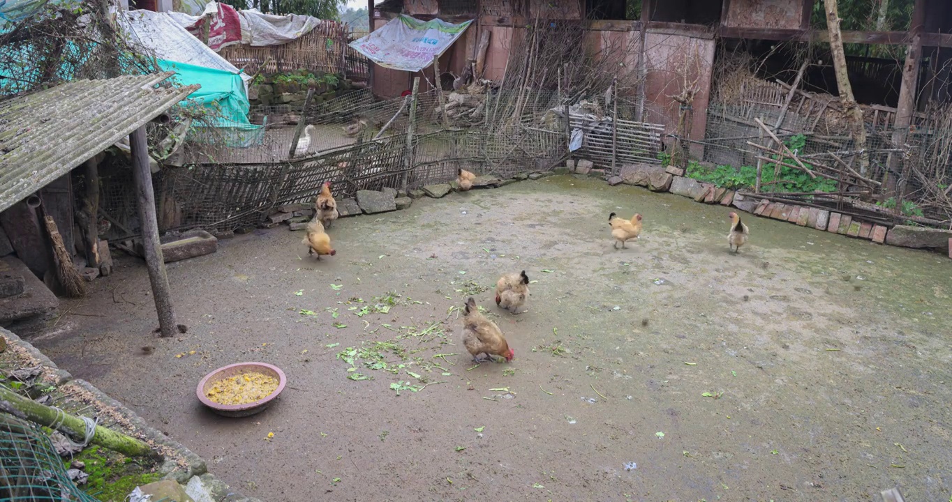 延时农家生活：中国乡村鸡圈里饲养的鸡群视频素材