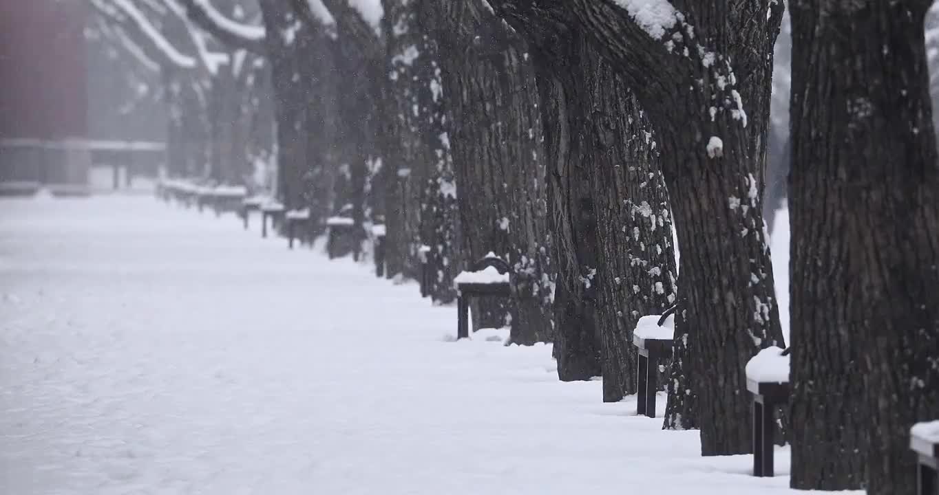 下雪天的森林与树木，冬天的气氛。视频素材