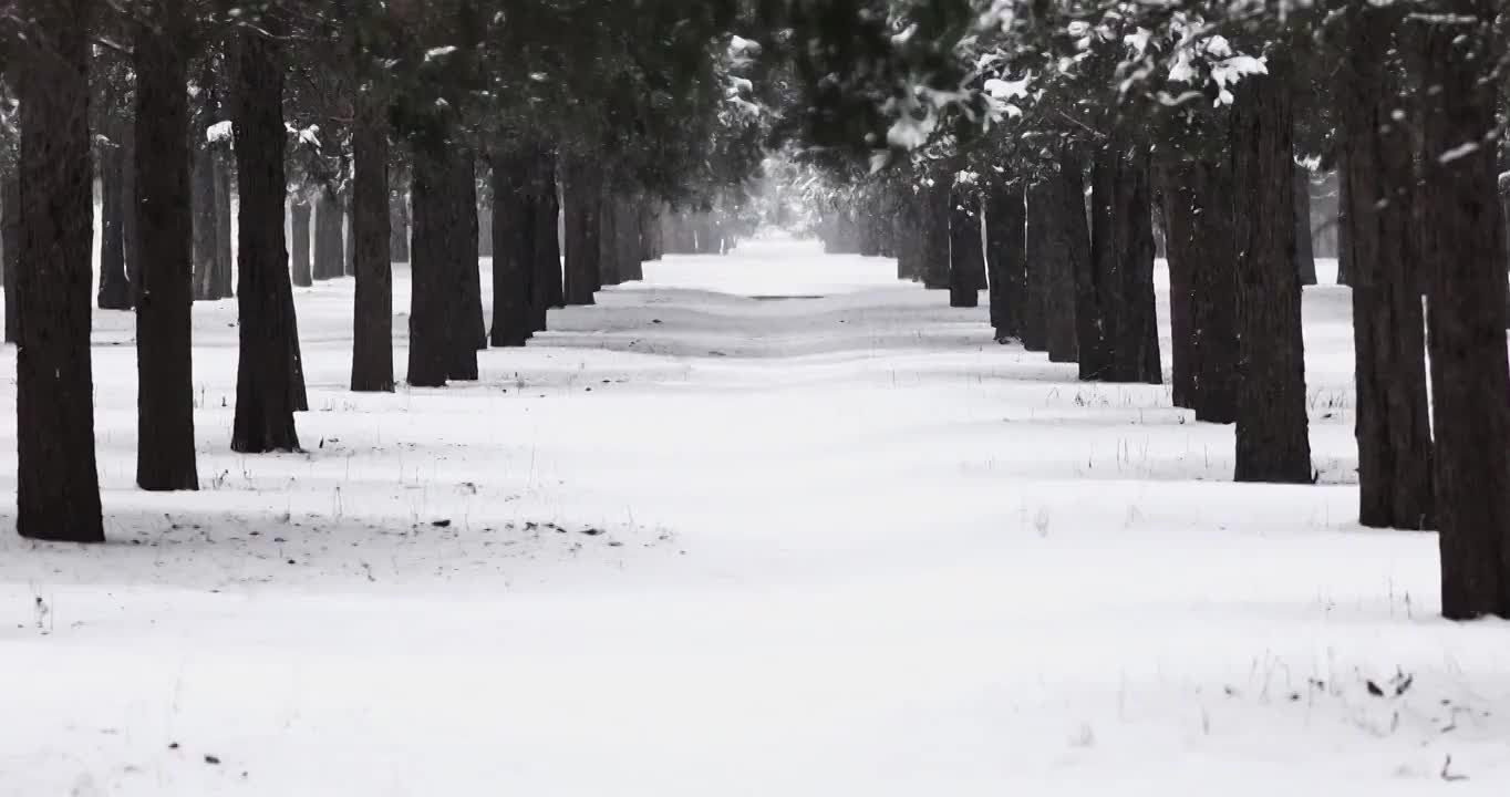 下雪天的森林，冬天树林的景观。视频素材