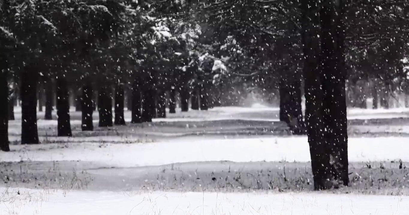 下雪天的森林，冬天树林的景观。视频素材