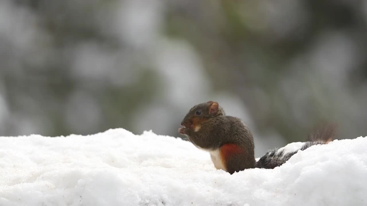 重庆山王坪：野生动物雪中觅食视频素材