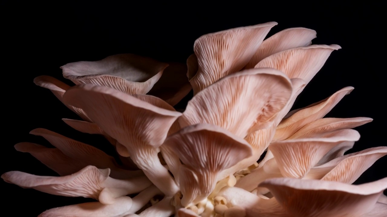 红平菇/粉褶侧耳菌种生长6K延时摄影视频下载