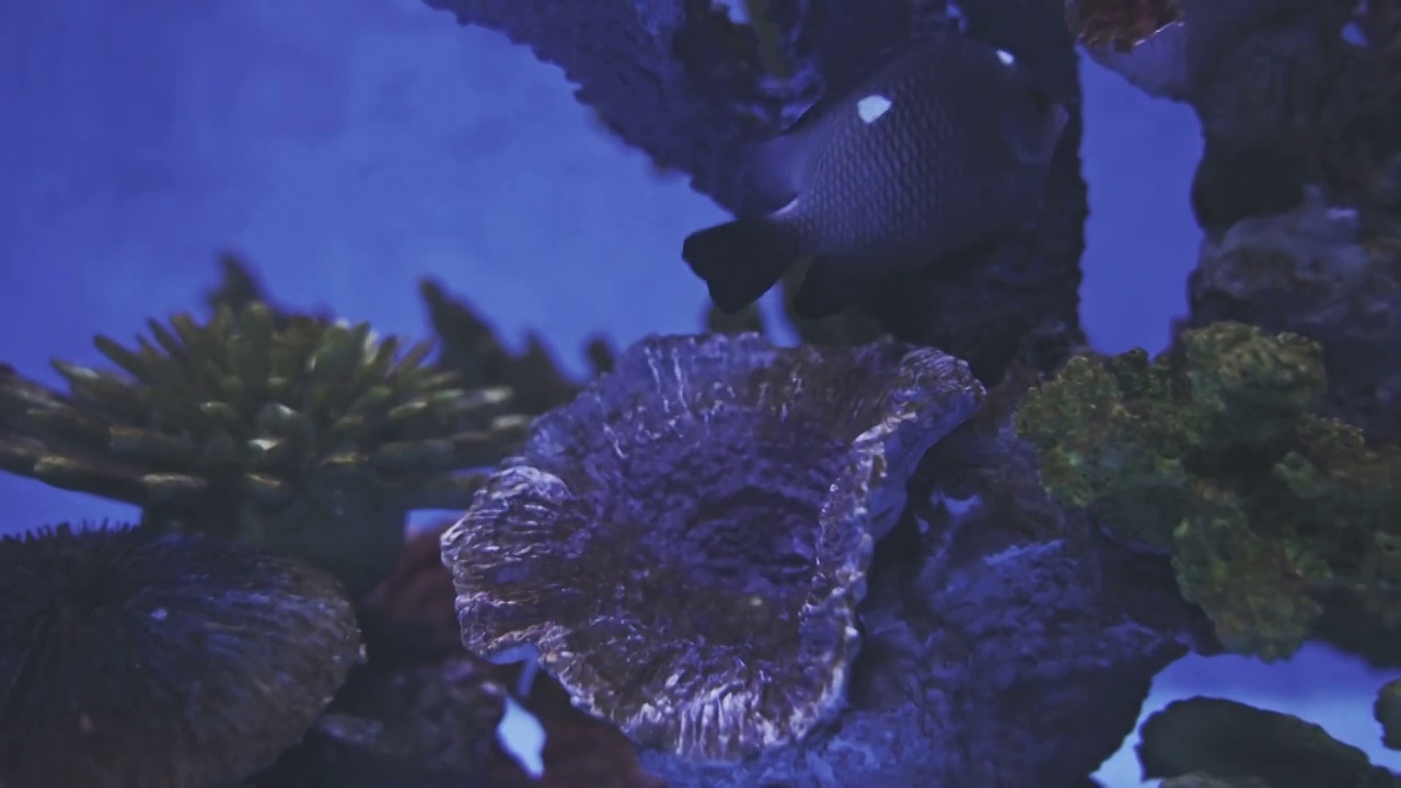 厦门海底世界,水族馆,鱼群视频素材