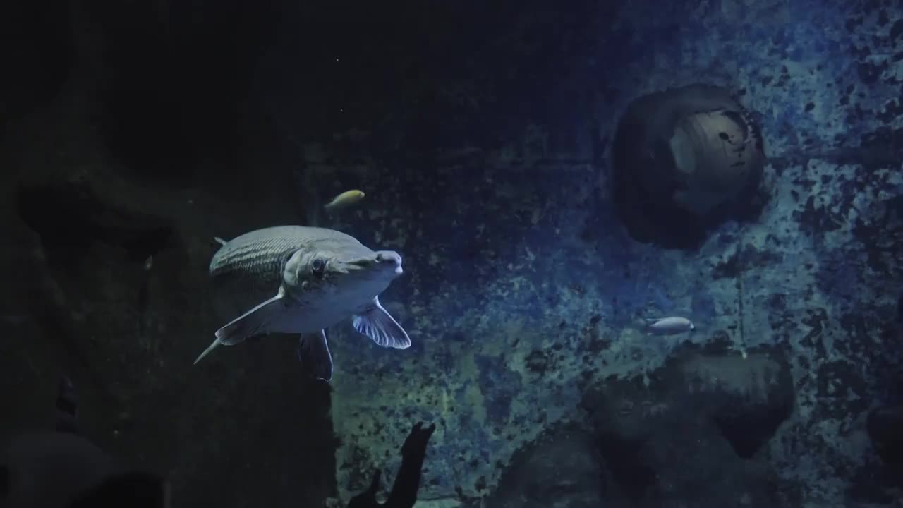 厦门海底世界,水族馆,鳄雀鳝视频素材