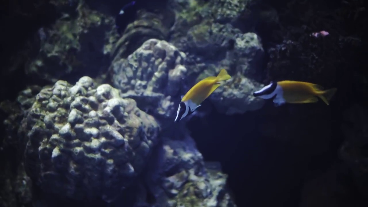 水族馆中的观赏鱼视频素材