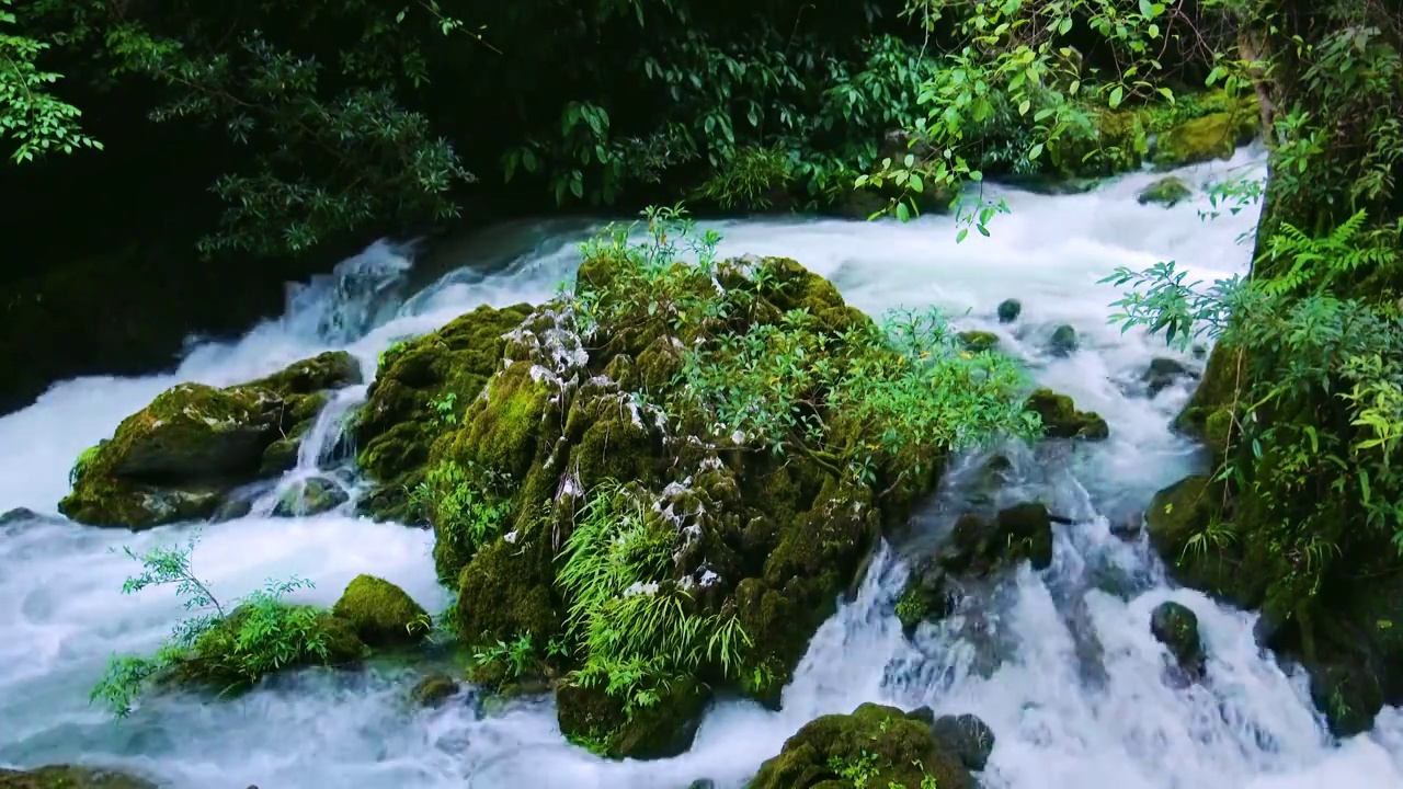 原始森林秘境清泉石上流泉水溪流苔藓古木视频下载