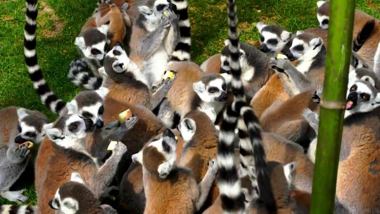 一群正在吃苹果的野生环尾狐猴视频下载