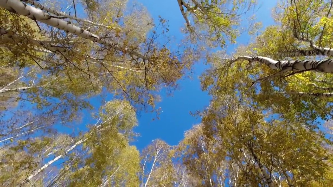 新疆阿勒泰禾木秋天金黄色白桦林风吹树叶飘落叶仰望天空和斑驳的树影自然风光的旋转镜头视频素材
