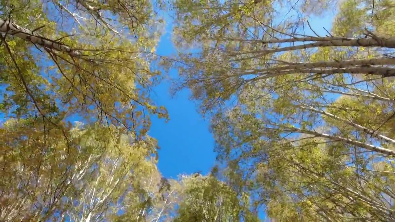 新疆阿勒泰禾木秋天金黄色白桦林风吹树叶飘落叶仰望天空和斑驳的树影自然风光的旋转镜头视频素材