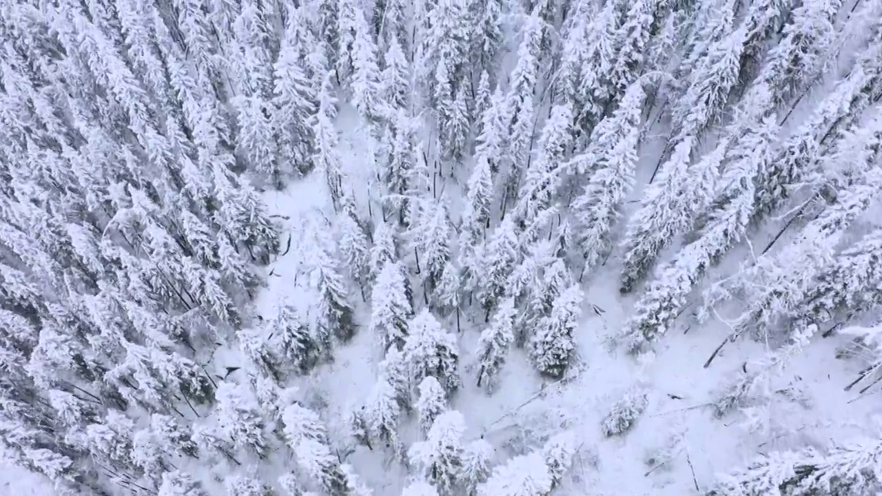大雪下的白色森林视频素材