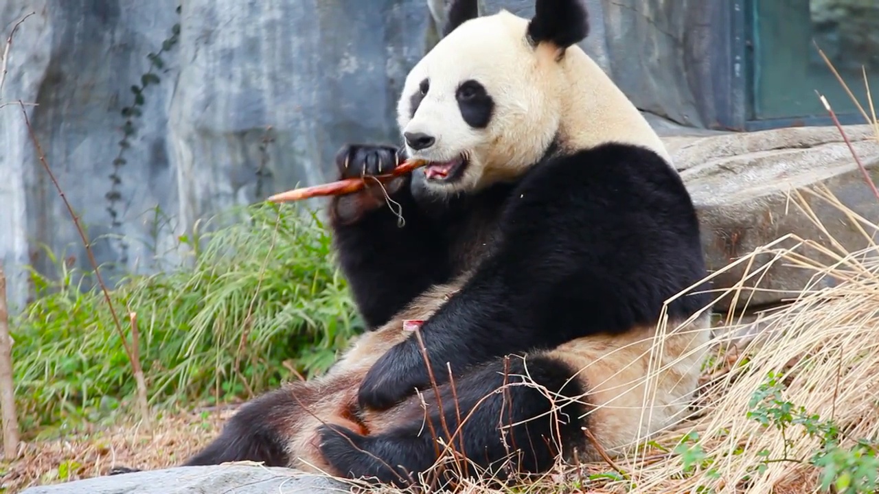 “国宝”大熊猫视频素材