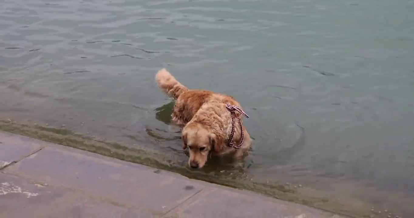 动物萌宠：在长江里嬉水的宠物小狗视频素材