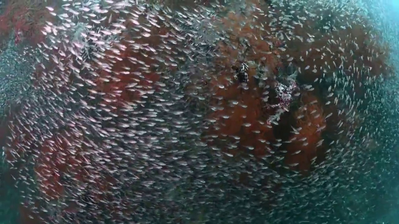 水下摄影神奇神秘的海底世界的鱼群视频素材