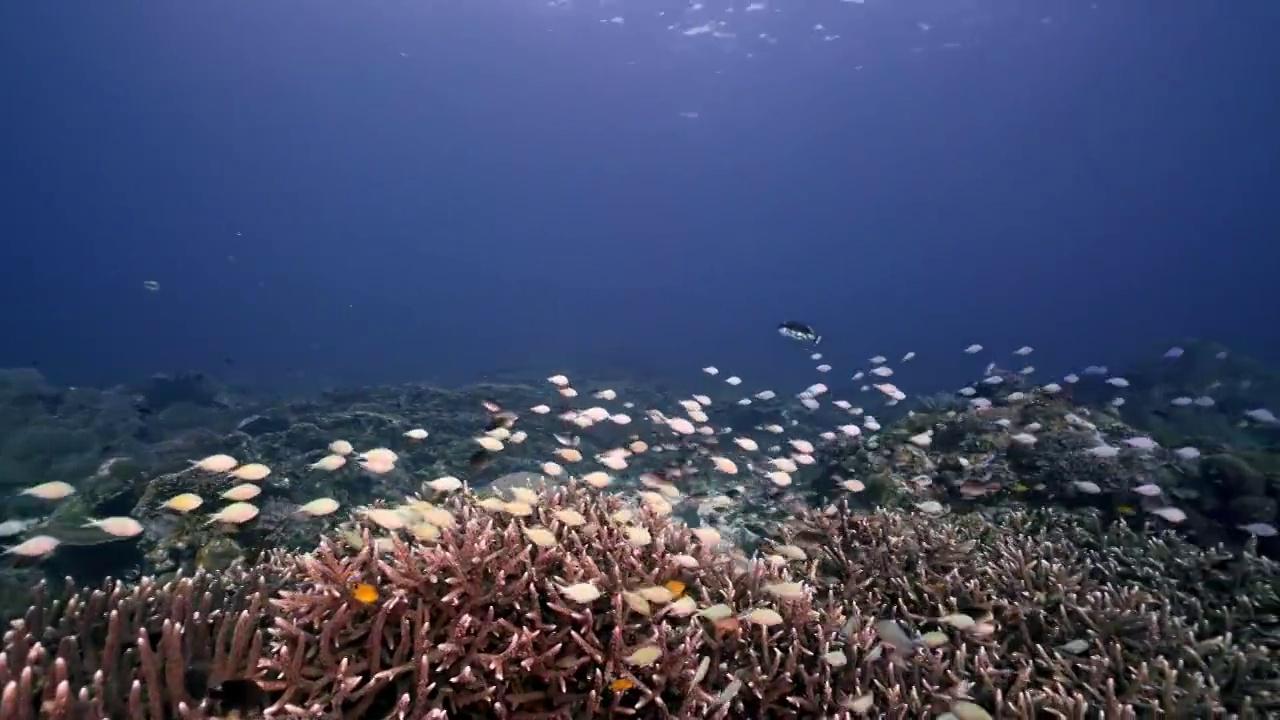 水下摄影神奇神秘的海底世界的鱼群视频素材